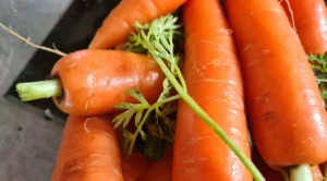 Bienfait de la carotte jus de carottes à l'extracteur de jus , belisataweer