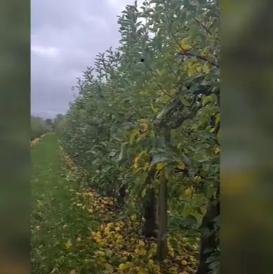 Pommier, pommes golden verger blisataweer pousse de pomme