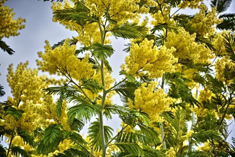 Miel de mimosa belisataweer