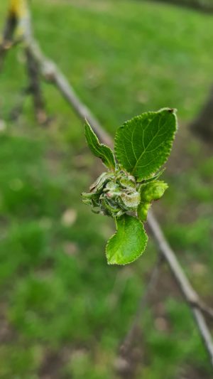 POUSSE DE POMME, pommiers belisataweer