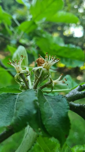 la nouaison, naissance du fruit, pousse d'une pomme, pommier belisataweer