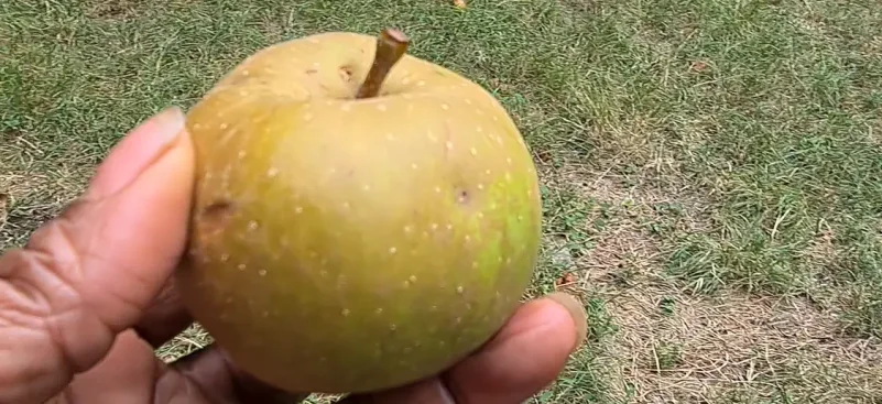 Belisataweer pommiers pomme maturation