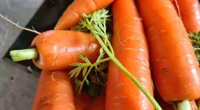 bienfait de la carotte jus de carottes à l’extracteur de jus , belisataweer Bienfait de la carotte jus de carottes à l'extracteur de jus , belisataweer