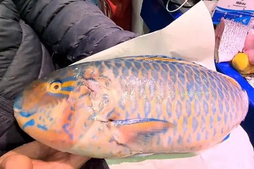 poisson perrroquet, poisson ile maurice, cuisine mauricienne, cuisson au four belisataweer (1) Poisson perrroquet, poisson ile maurice, cuisine mauricienne, cuisson au four belisataweer (1)