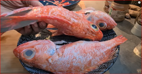 poisson rascasse, poissons rouge, belisataweer Poisson rascasse, poissons rouge, belisataweer