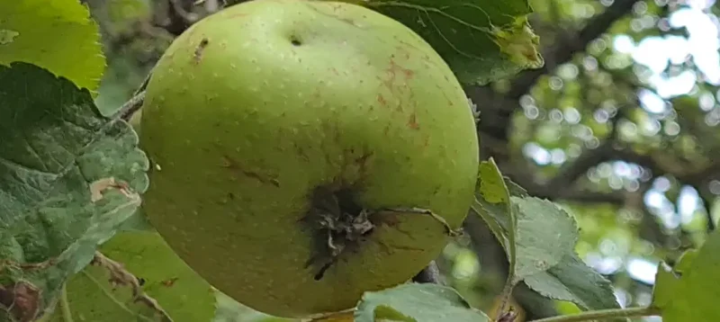 Pomme pommier belisataweer (1)